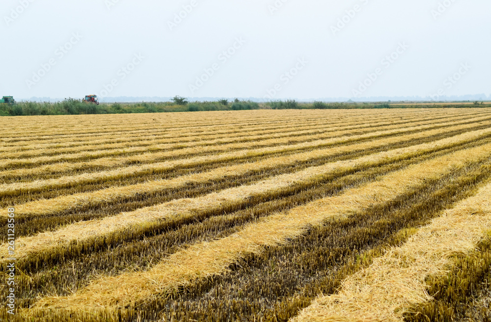 Field rice harvest began. Field rice harvest began.