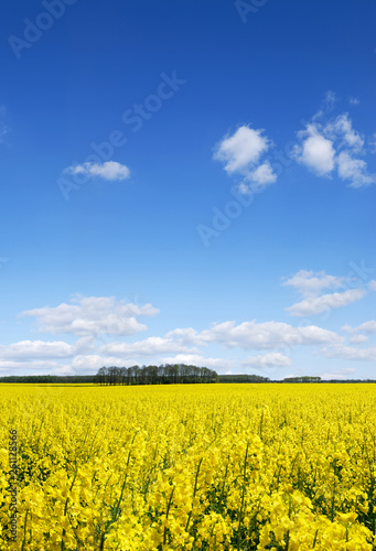Idyllic landscape, yellow colza fields under the blue sky and wh