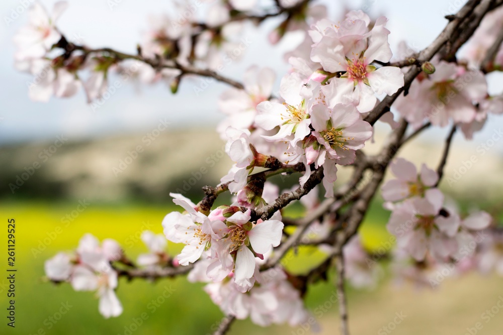 Obraz premium Details of wild blooming almond trees and background 