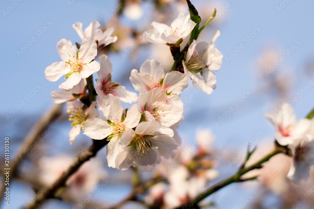 Details of wild blooming almond trees and background 