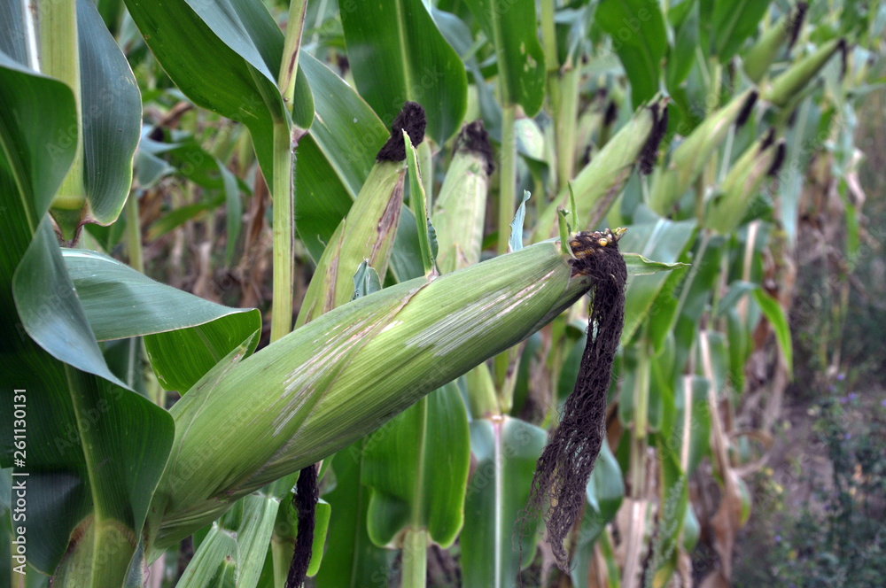 On the stem of corn ripens the cob On the stem of corn ripens the cob