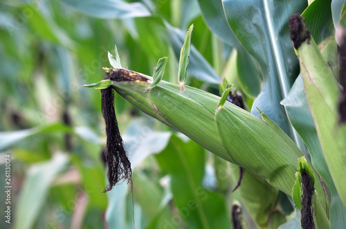 On the stem of corn ripens the cob