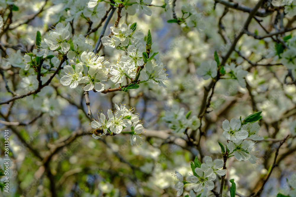 Honeybee on a cherry blossom at a blossoming cherry tree Honeybee on a cherry blossom at a blossoming cherry tree