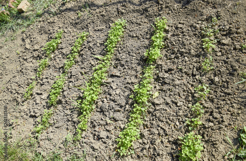 Growing parsley in the garden. The stems and leaves of parsley plant spicy culture
