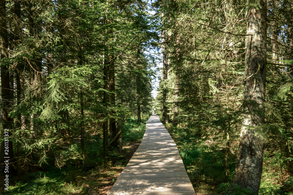Naklejka premium Black Forest Pathway