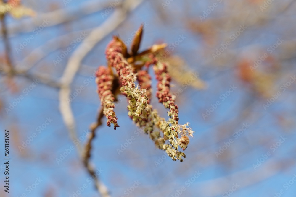 Naklejka premium Spring background image, March, April. Poplar tree in bloom, branch closeup background blue clear sky
