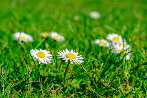 daisies in green grass © Matthias