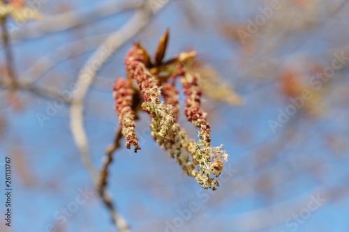 Spring background image, March, April. Poplar tree in bloom, branch closeup background blue clear sky