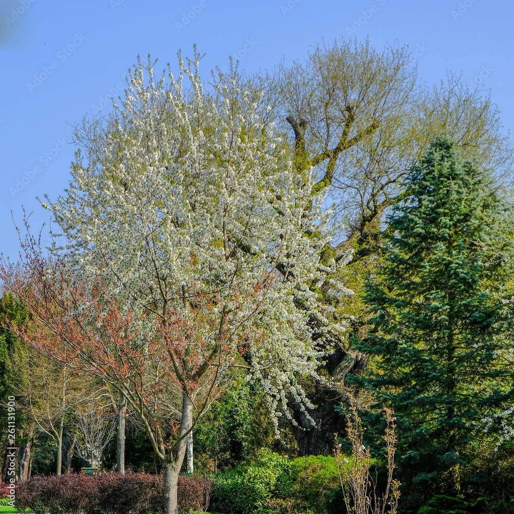several blooming trees in the park with green leaves several blooming trees in the park with green leaves
