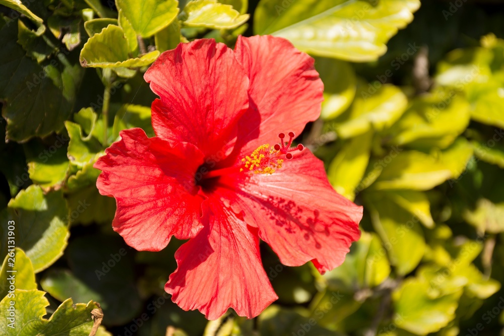 Details of wild red hibiscus flower and green leaves Details of wild red hibiscus flower and green leaves