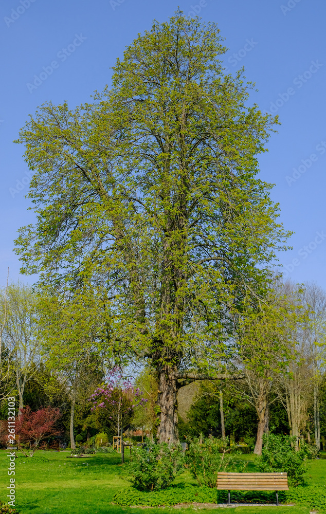 big single tree in the park with green leaves