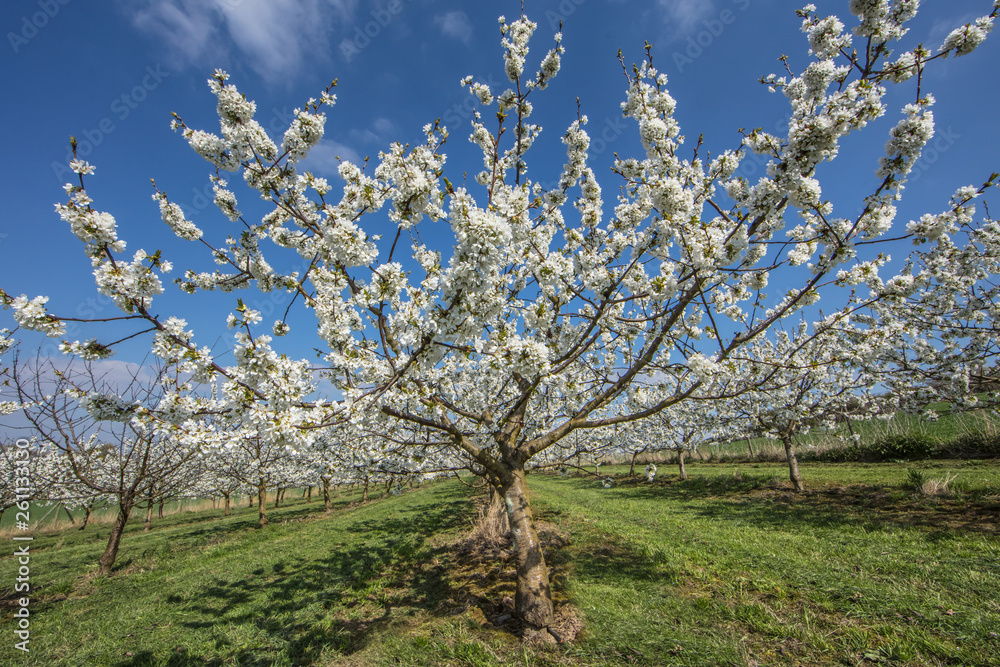 kirschbaum