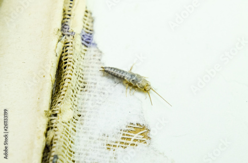 Insect feeding on paper - silverfish