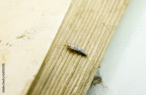 Insect feeding on paper - silverfish photo