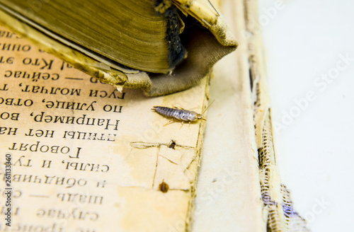 Insect feeding on paper - silverfish photo