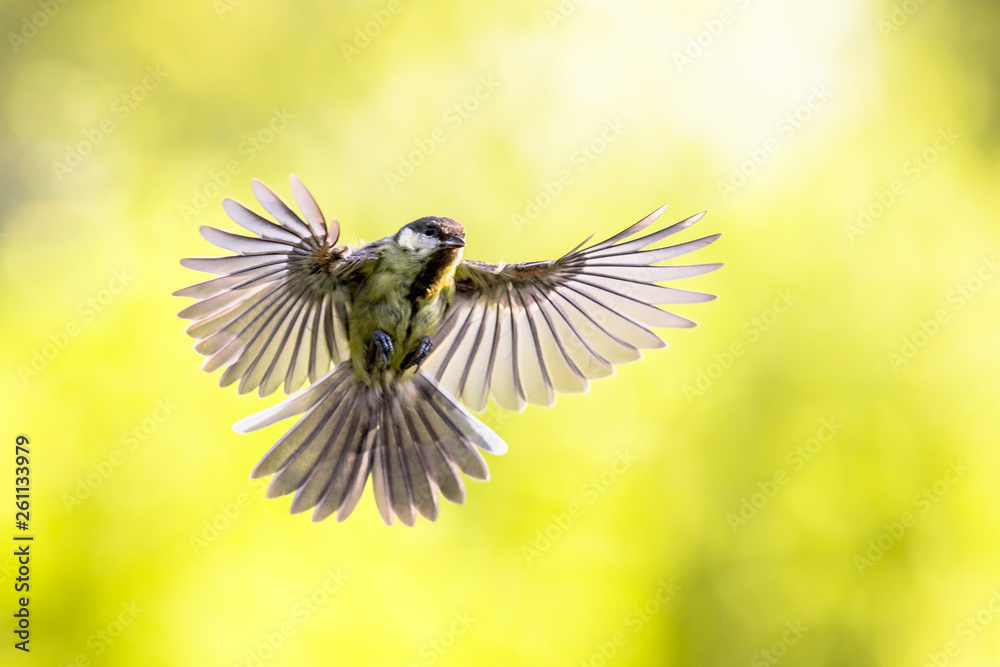 Fototapeta premium Bird in flight on bright green background