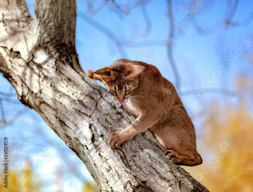 Abyssinian cat sitting on a tree in the sun