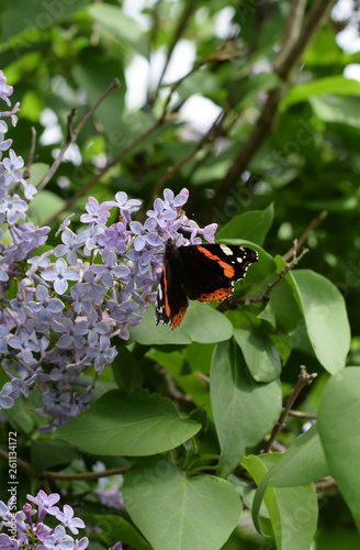 Lilac flowers on the branches of a butterfly admiral