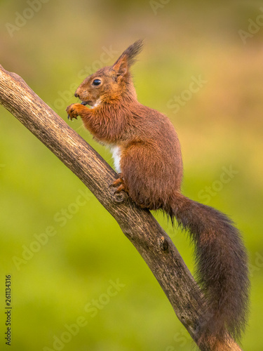 Red squirrel eating on branch