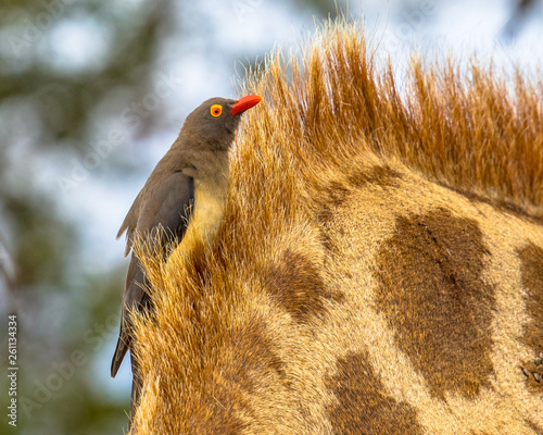 Foto Red billed oxpecker