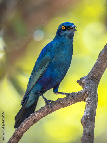 Greater blue eared Starling photo