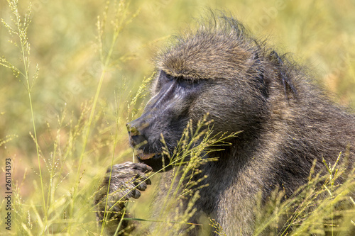 Chacma baboon feeding on seeds of grass