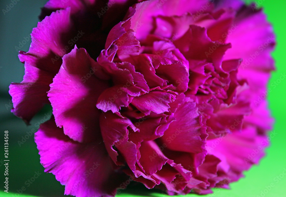 carnation flower close-up on green background carnation flower close-up on green background