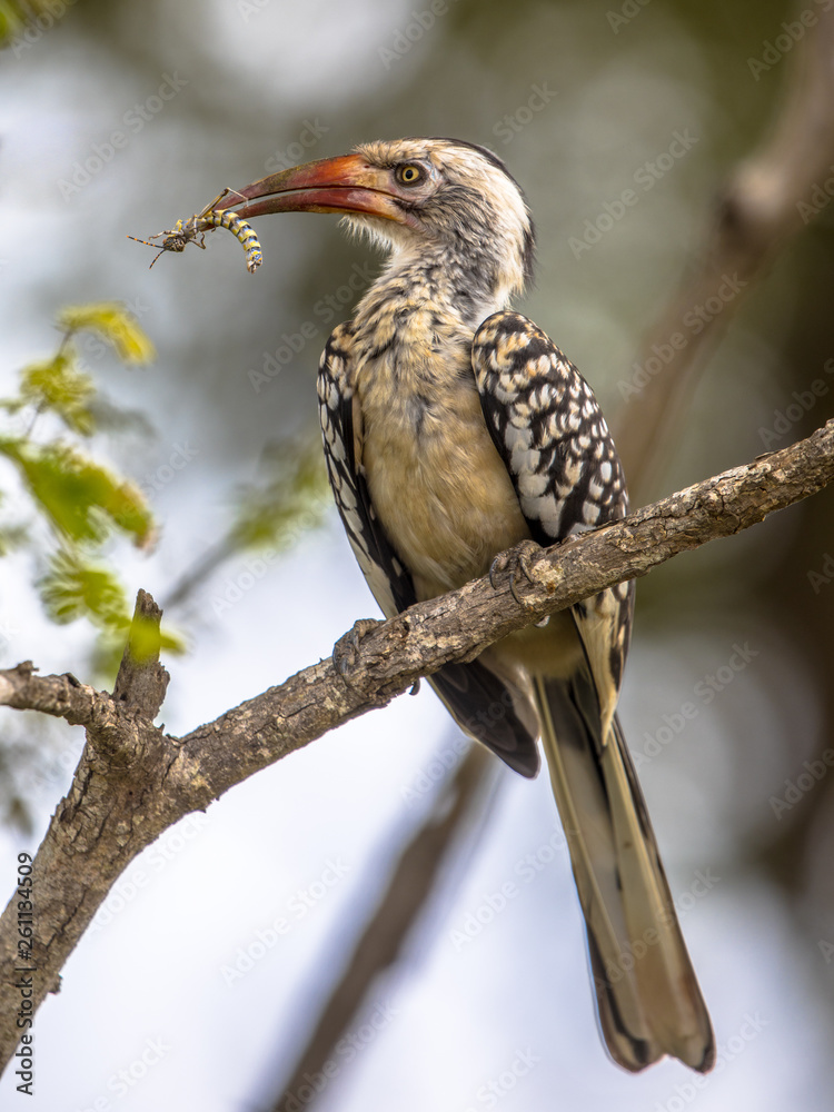 Obraz premium Southern red billed hornbill