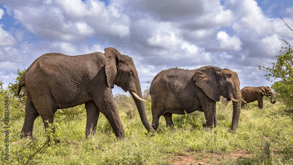 Three African Elephants walking