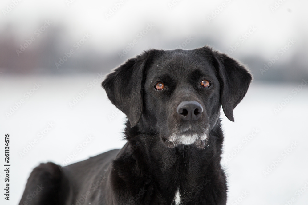Fototapeta premium Labrador im Schnee, hübscher schwarzer Hund im Portrait, braune Augen schauen fokussiert, Winterlandschaft 