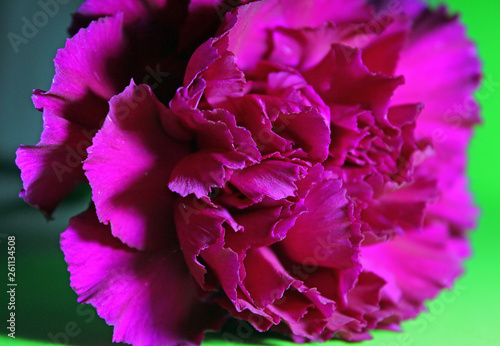 carnation flower close-up on green background