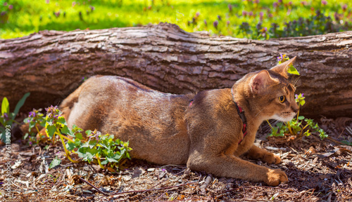 Abyssinian cat sitting on a tree log in the sun