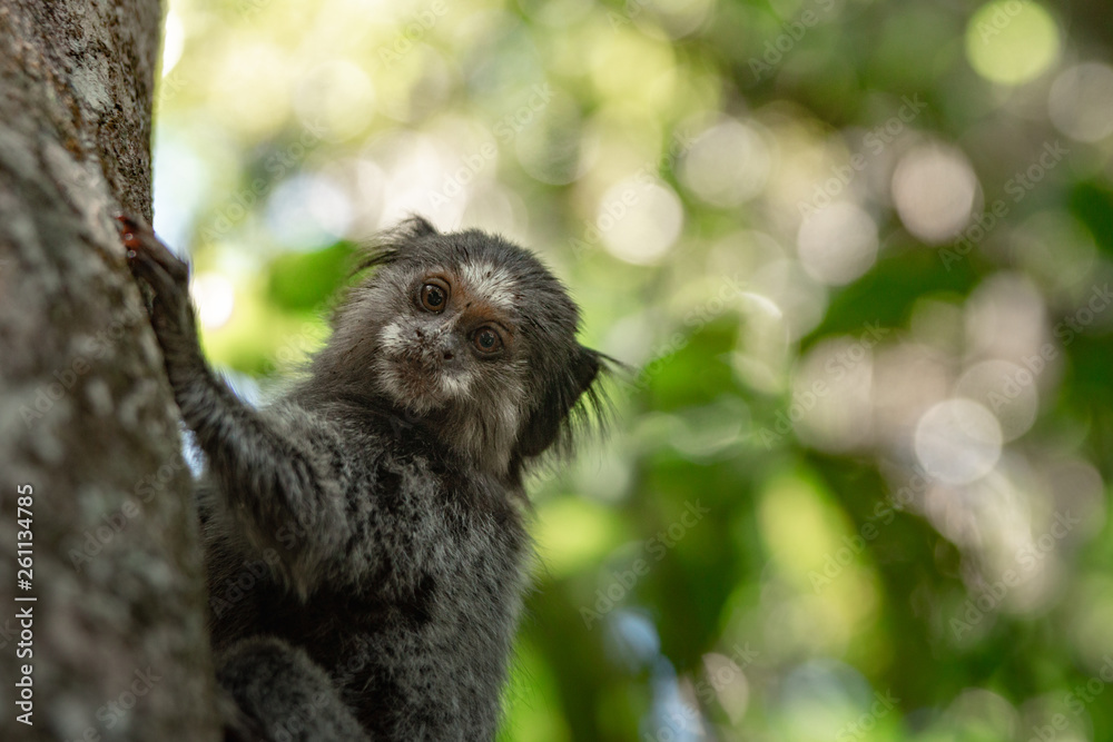 Fototapeta premium Cute Monkey climbing Tree