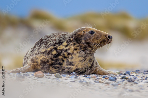 Female Grey seal with dunes background