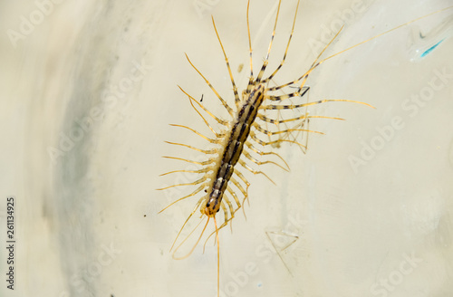 Millipede in the bank. The Flycatcher. Centipede flycatcher, insect predator. photo