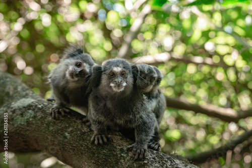 Monkey Family with two Babies