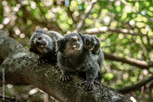 Monkey Family with Mom and two Babies and Dad showing tongue