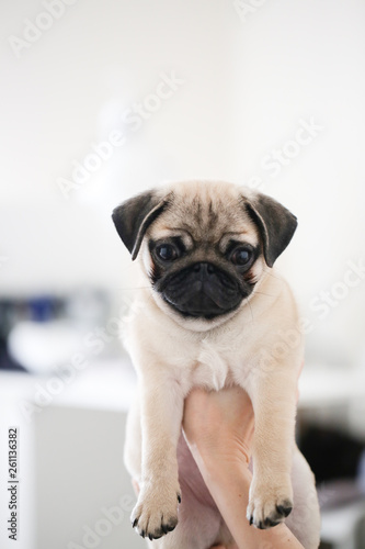 Pug puppy on the hands of a girl woman, light © natalialeb