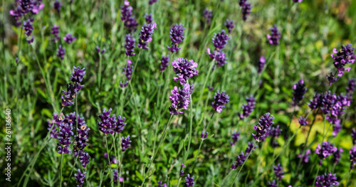 purple lavender flowers in a field on a sunny day