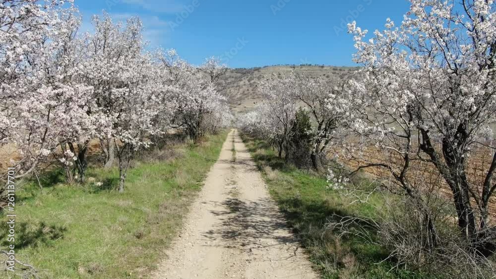 flying over the road on the side which grow flowering almond trees flying over the road on the side which grow flowering almond trees