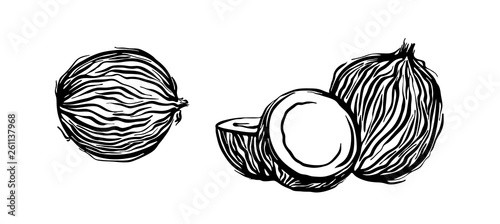 Hand drawn coconut outline sketch. Vector black ink drawing coco set. Graphic illustration, isolated on white background