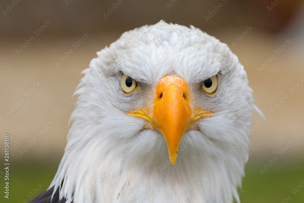 Obraz premium A beautiful bald eagle looks directly into the camera.
