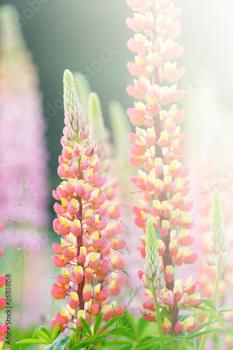 Lupine flowers (Russell Hybrid) in the garden. © ekim