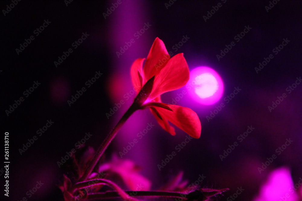 abstract background with flowers abstract background with flowers