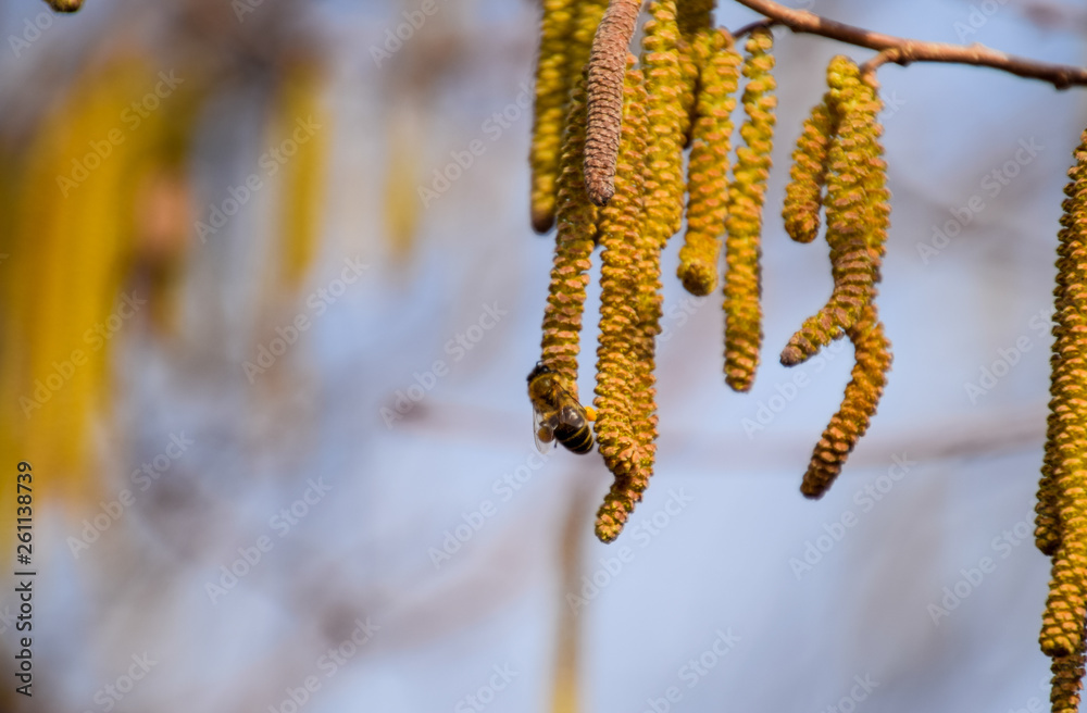 Pollination by bees earrings hazelnut. Flowering hazel hazelnut. Pollination by bees earrings hazelnut. Flowering hazel hazelnut.