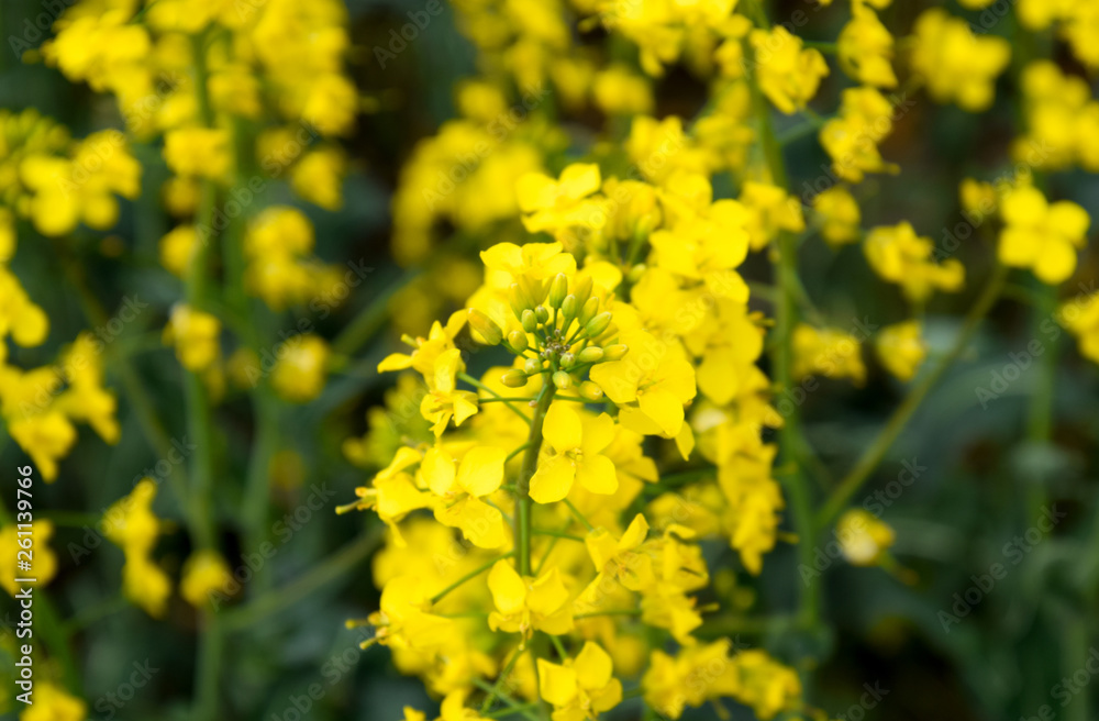 Rapeseed field. Background of rape blossoms. Flowering rape on the field. Rapeseed field. Background of rape blossoms. Flowering rape on the field.