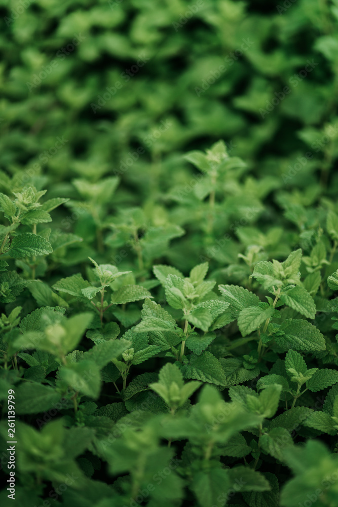 Abstract background with green plants Abstract background with green plants