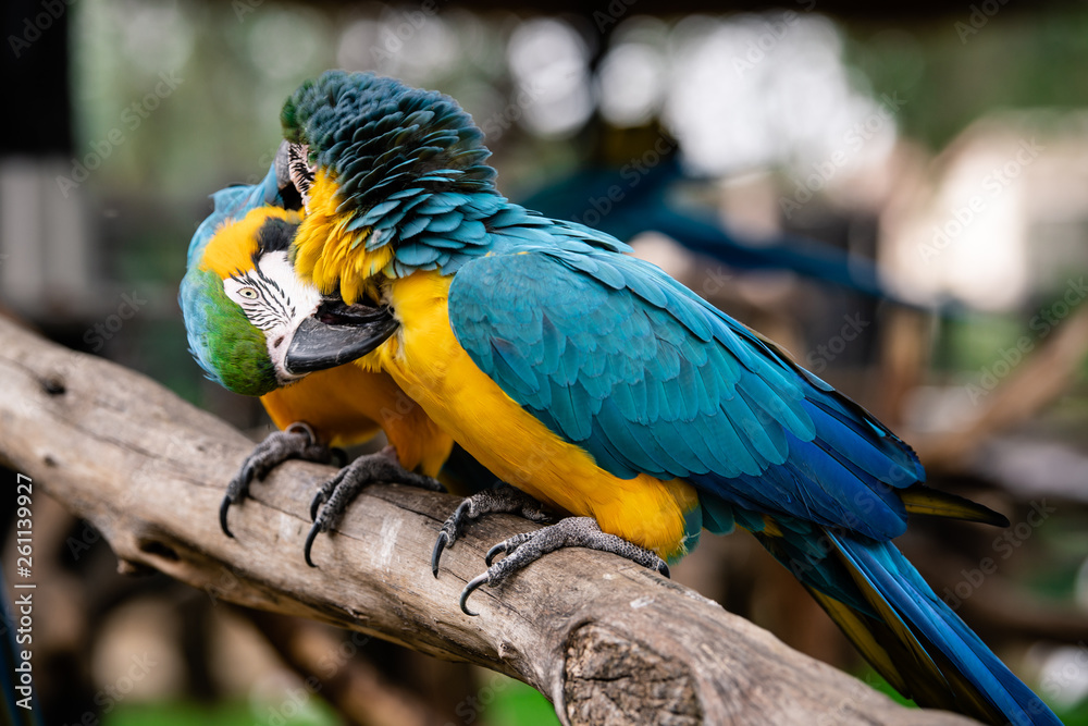 Obraz premium Two blue and yellow Macaw parrots grooming each other.
