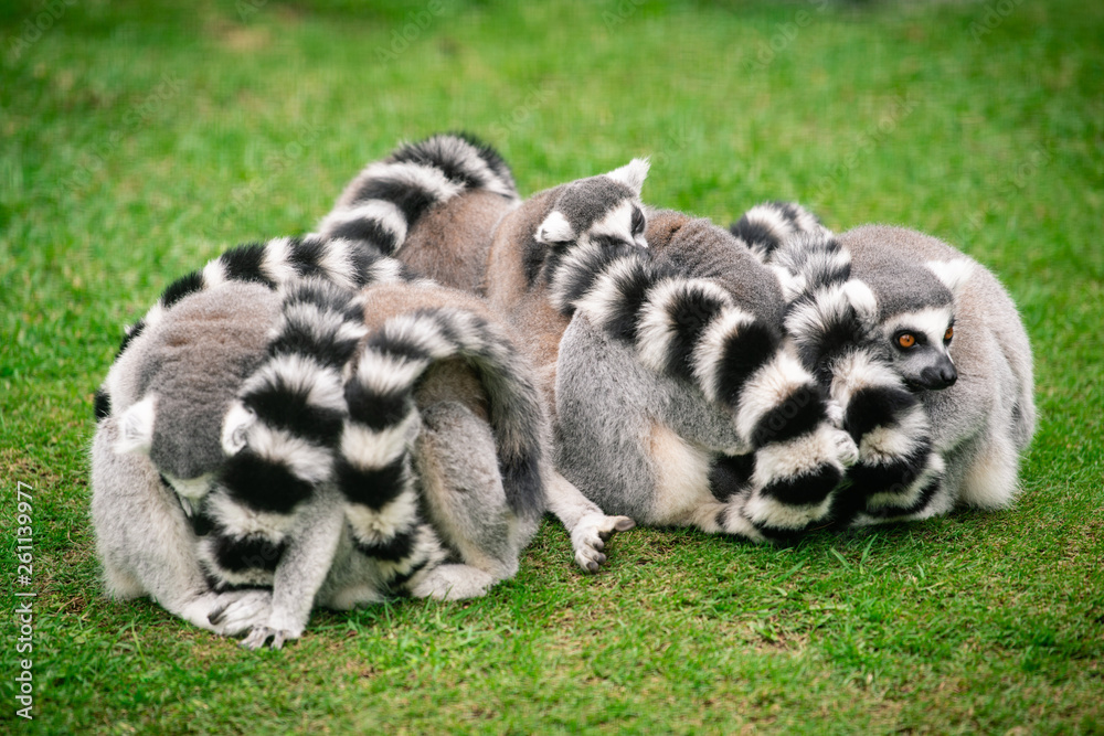 A group of ring tailed lemurs huddle on a cold day