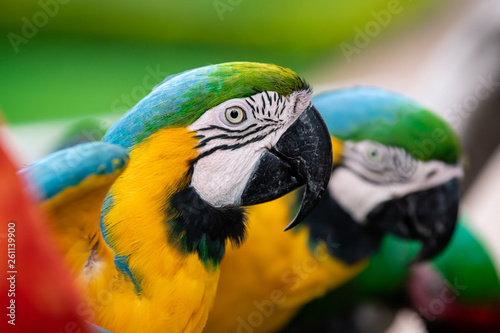 Close-up portrait of a Blue and Yellow Macaw next to others